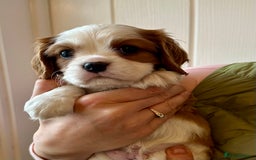 Cavalier King Charles Spaniel dogs for sale: Fully health tested CKCS 🐶💙🐾 - Image 28