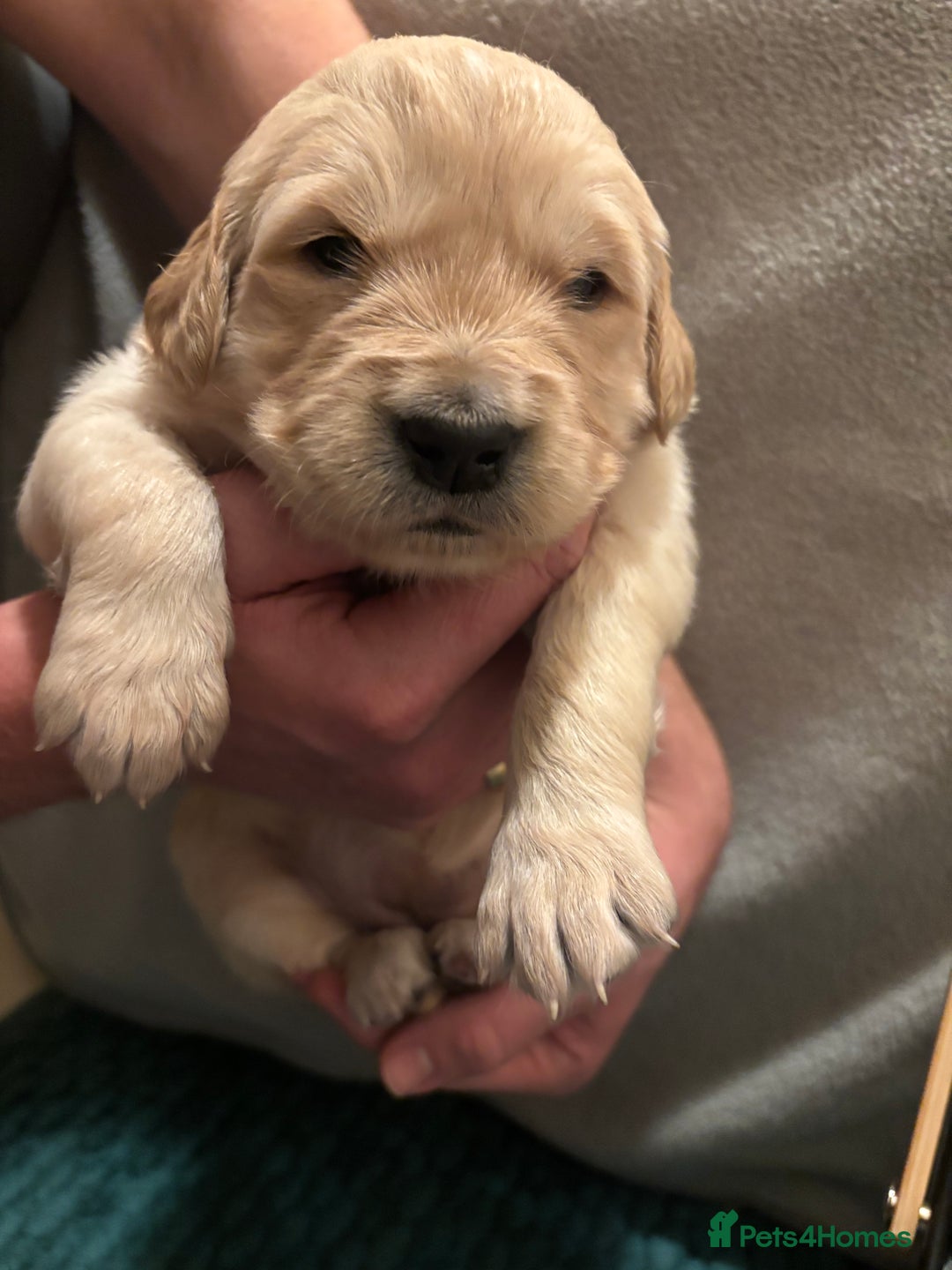 Golden Retriever dogs for sale: Golden Retriever Puppies for Sale - Advert 5