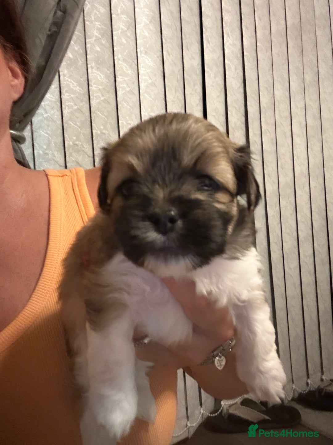 Lhasa Apso dogs for sale: 6 beautiful Lhasa apsos  - Image 30