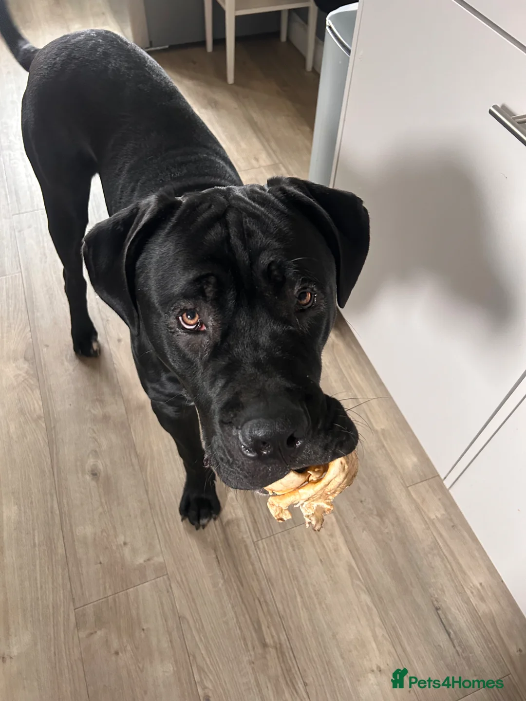Cane Corso dogs for sale: Cane corso boy 9 months old  in Peterborough - Advert 2
