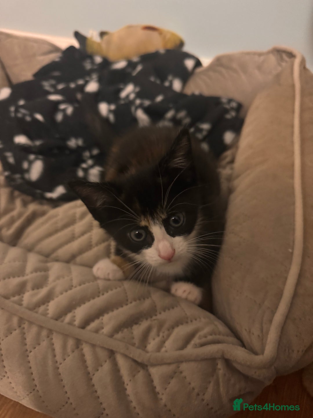 Domestic Shorthair cats for sale: 3 kittens for sale - Advert 6