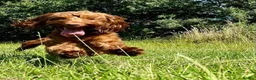 Cockapoo dogs for stud: Cockapoo stud - Advert 7