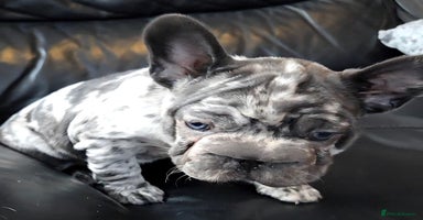 French Bulldog dogs - Advert 5