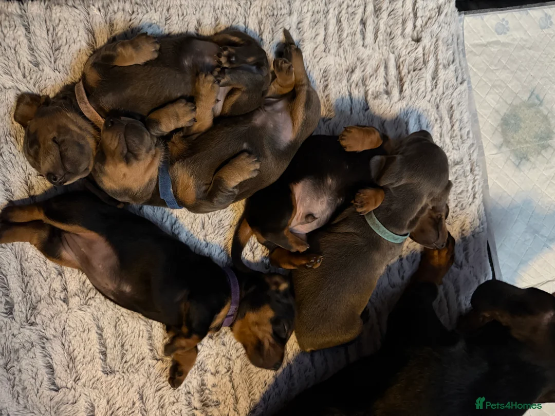 Dachshund dogs for sale: ONLY 1 DACHSHUND FEMALE LEFT DOLLY - Advert 13