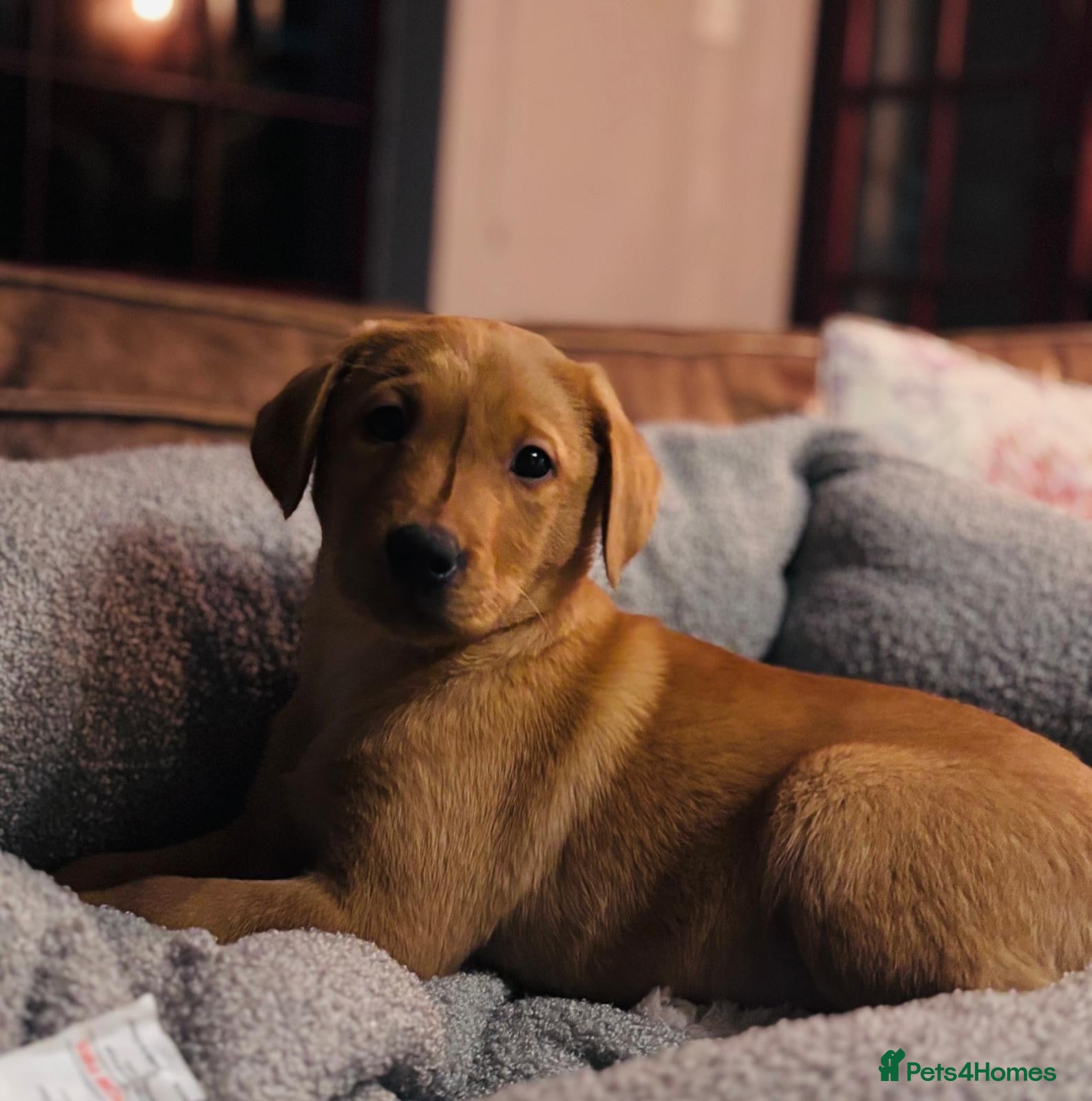 Labrador Retriever dogs Fox Red KC Reg Lab Pup - last little gem 💛 - Advert 6