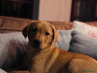 Labrador Retriever dogs Fox Red KC Reg Lab Pup - last little gem 💛 - Advert 3