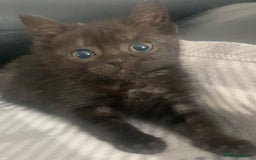 Mixed Breed cats for sale: Black kittens for sale still available - Image 4