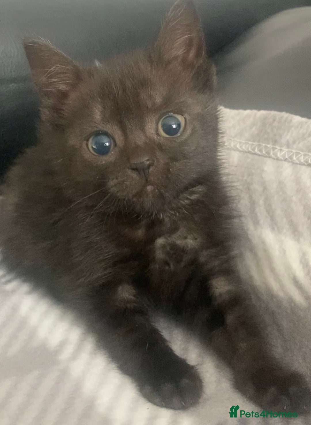 Mixed Breed cats for sale: Black kittens for sale still available - Image 4
