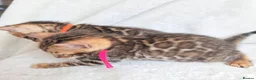 Bengal cats for sale: ⚜️Bengal kittens Tica registered ⚜️ - Advert 21
