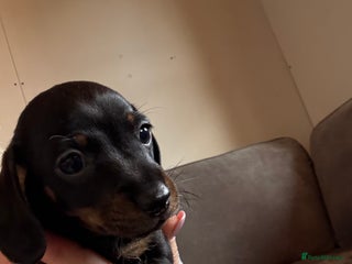 Miniature Dachshund dogs - Advert 33