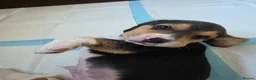Beagle dogs for sale: Beautiful Beagle Puppies Looking For A Loving Home - Advert 22
