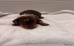 Miniature Dachshund dogs for sale: Mini Dachshund  - Image 7