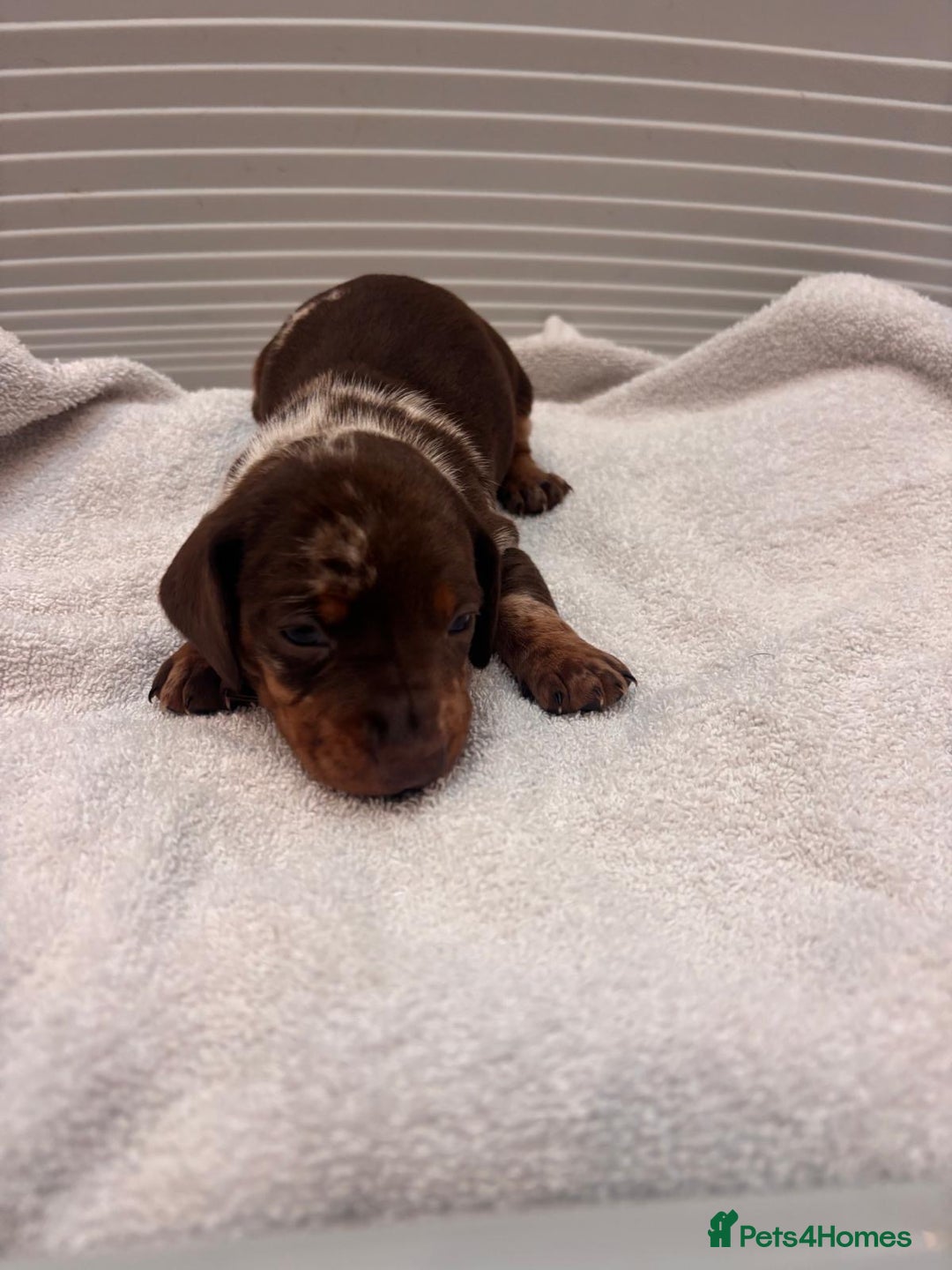 Miniature Dachshund dogs for sale: Mini Dachshund  - Image 7