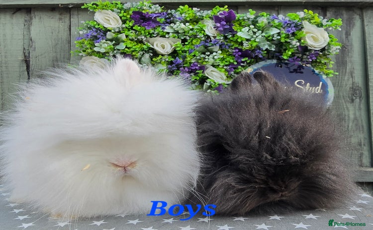 Lionhead rabbits - Advert 3