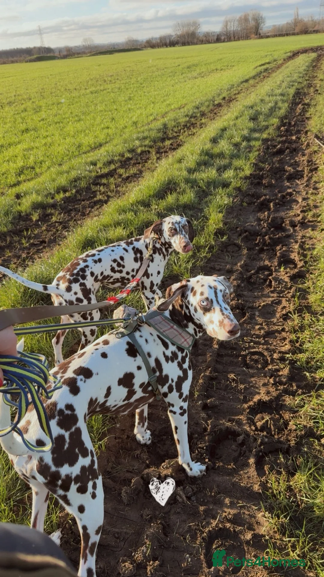 Dalmatian dogs for sale: Liver and white Dalmatian - Advert 2