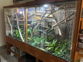 Gecko reptiles Madagascan giant day geckos with vivarium - Advert 1