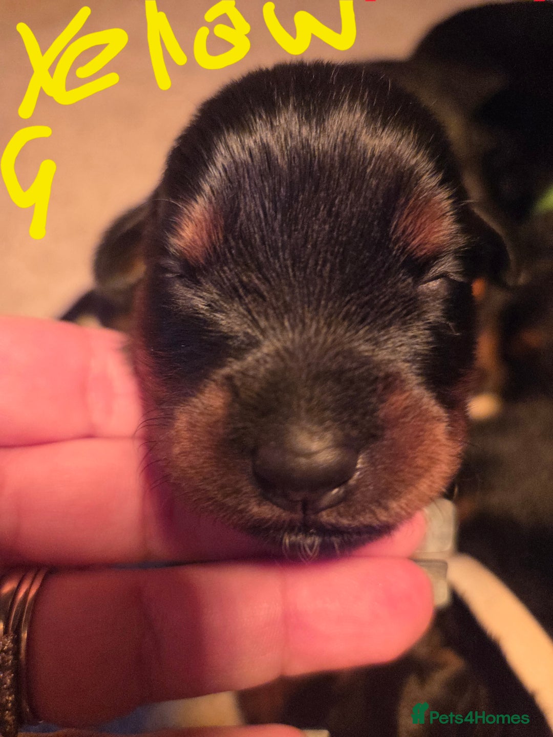 Rottweiler dogs for sale: Rottweiler  - Image 2