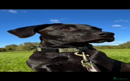 Mixed Breed dogs for sale: our lovely jack - Advert 2