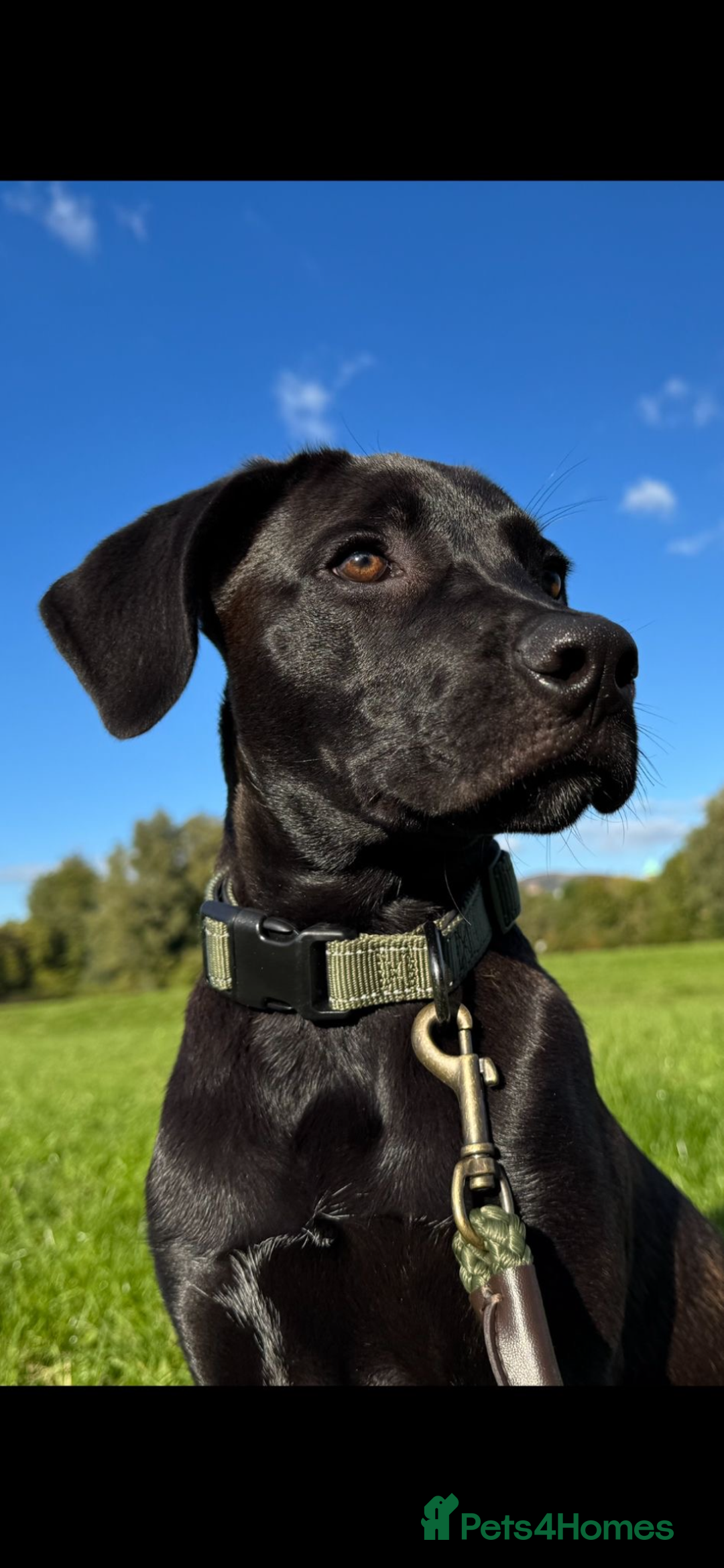 Mixed Breed dogs for sale: our lovely jack - Advert 2