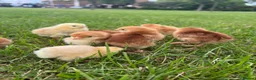 Chickens poultry for sale: 17x PURE BREED Day Old chicks for sale! - Advert 7