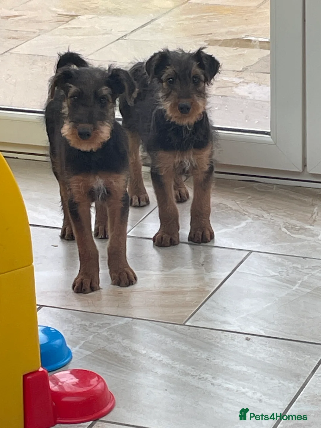 Airedale Terrier dogs for sale: Kc Airedale Terrier  - Advert 2