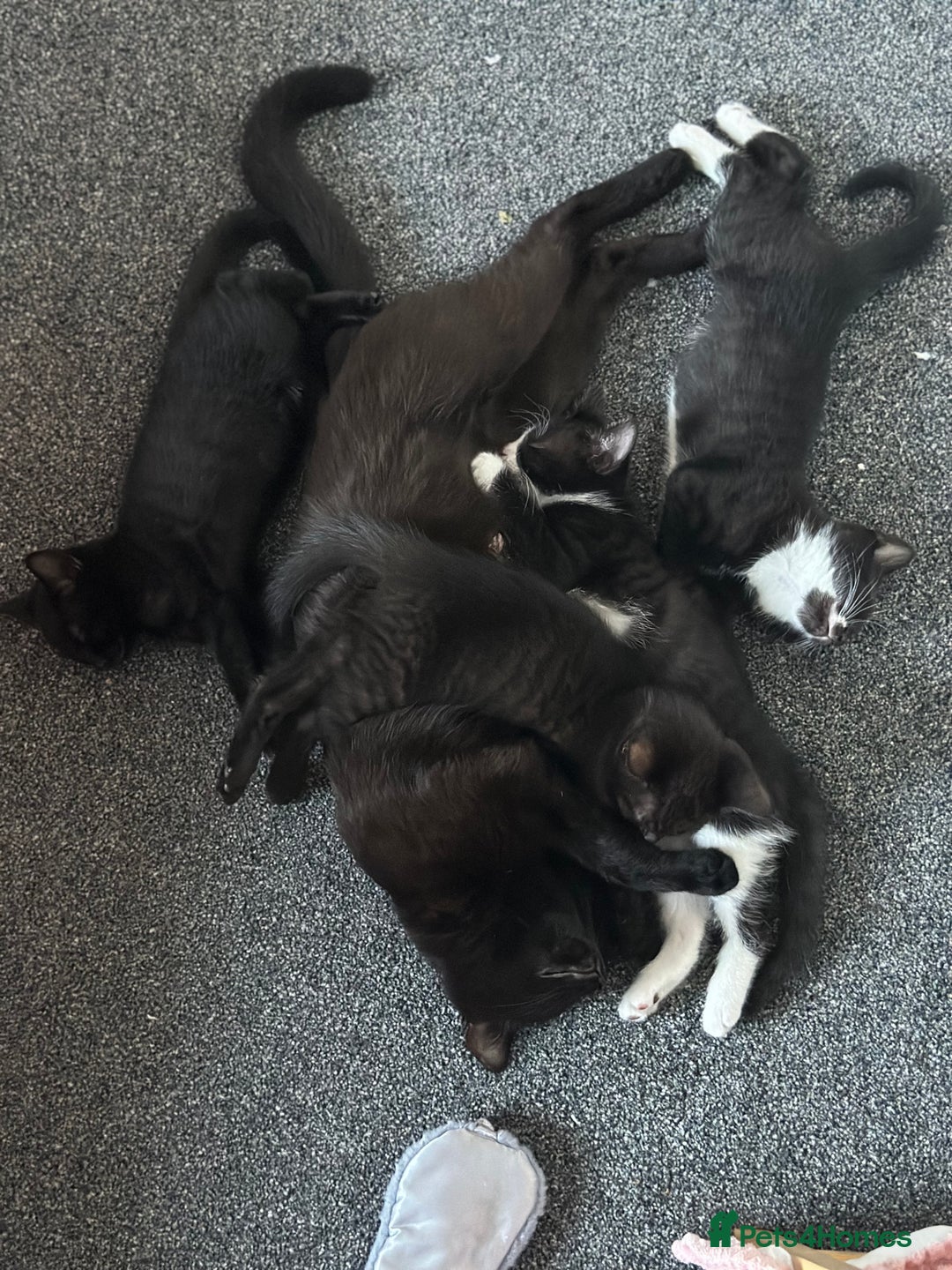 Bombay cats for sale: 4 lovely and healthy kittens  - Image 5