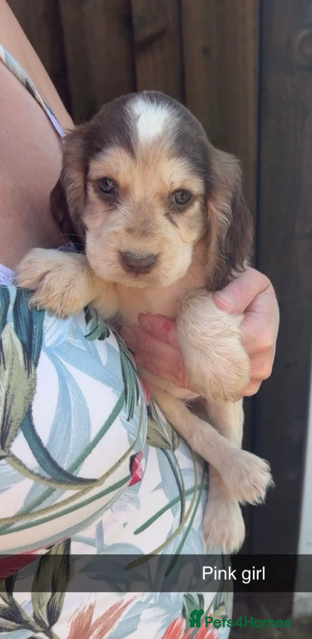 Cocker Spaniel dogs for sale: 9 beautiful cocker spaniels  in Maidstone - Advert 10