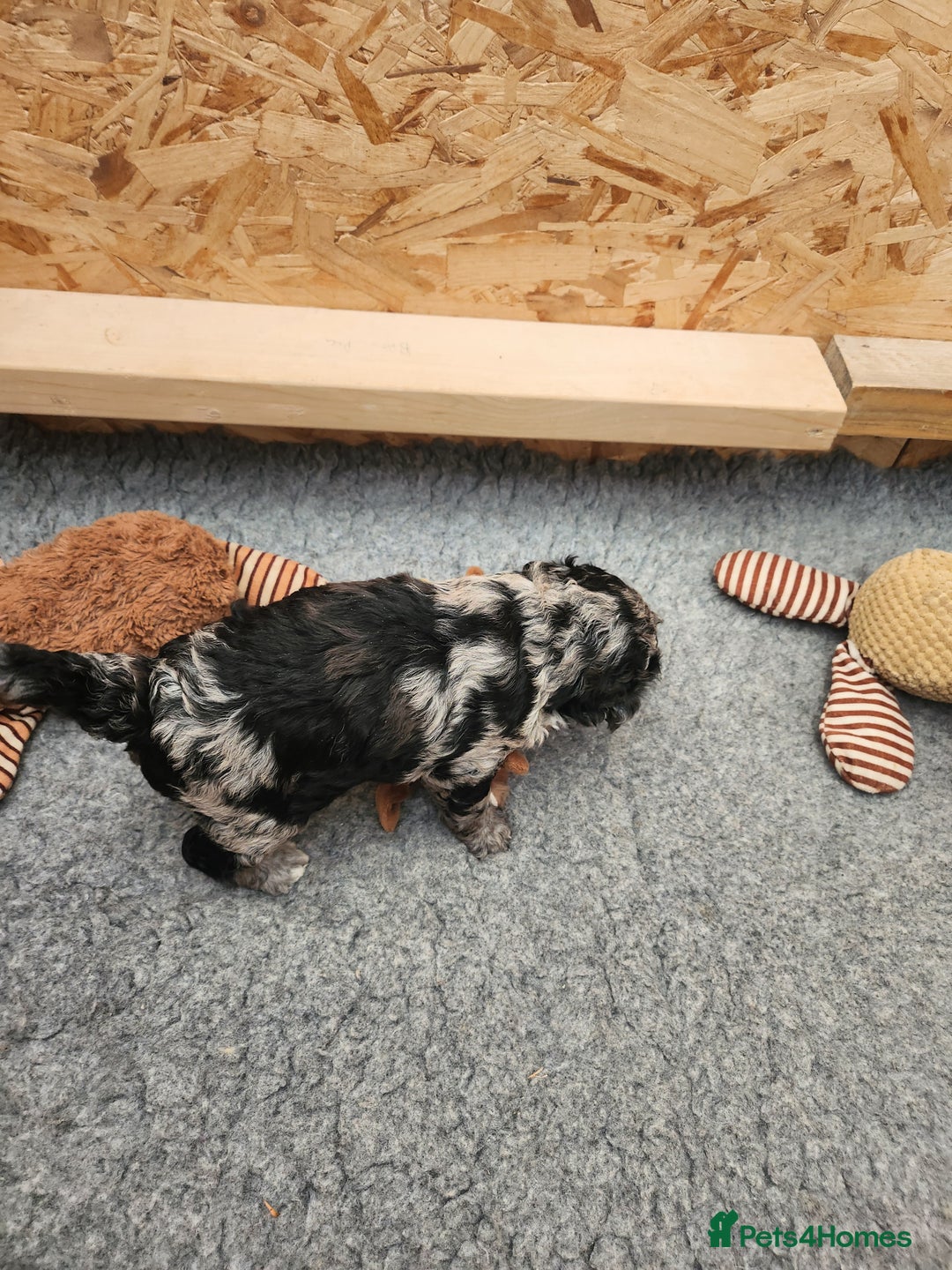Cockapoo dogs for sale: Stunning Merle Cockapoo - Image 8