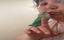 Lovebirds birds for sale: 4 year old female and 6 week old baby  - Image 1