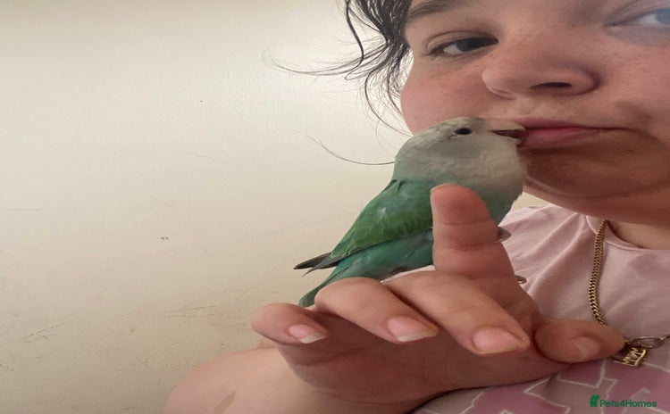 Lovebirds birds - Advert 1