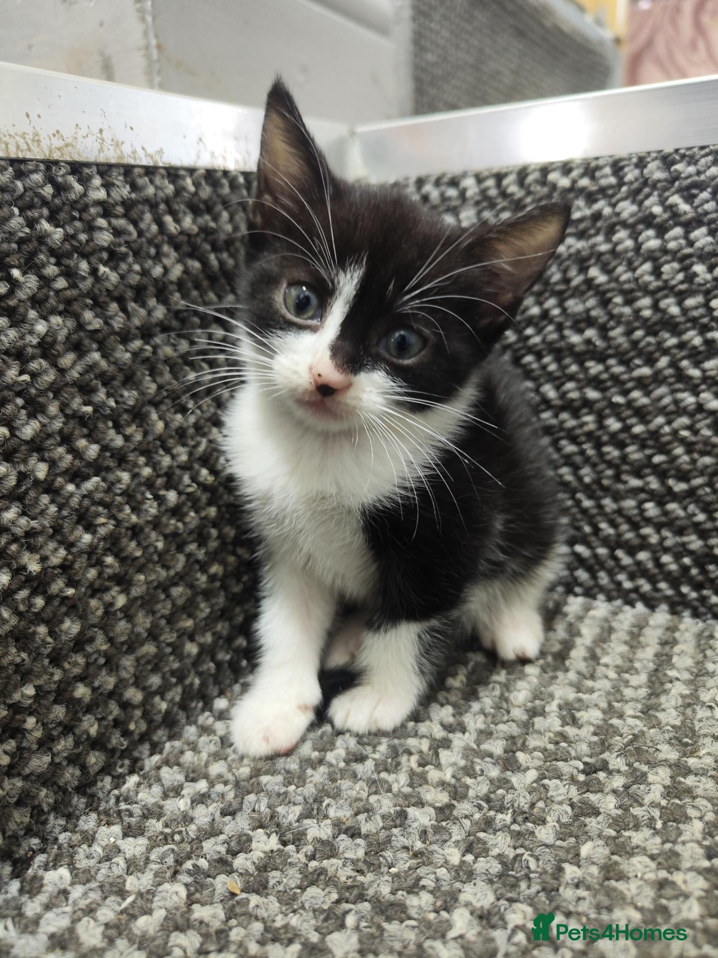 British Shorthair cats Kittens  - Advert 1