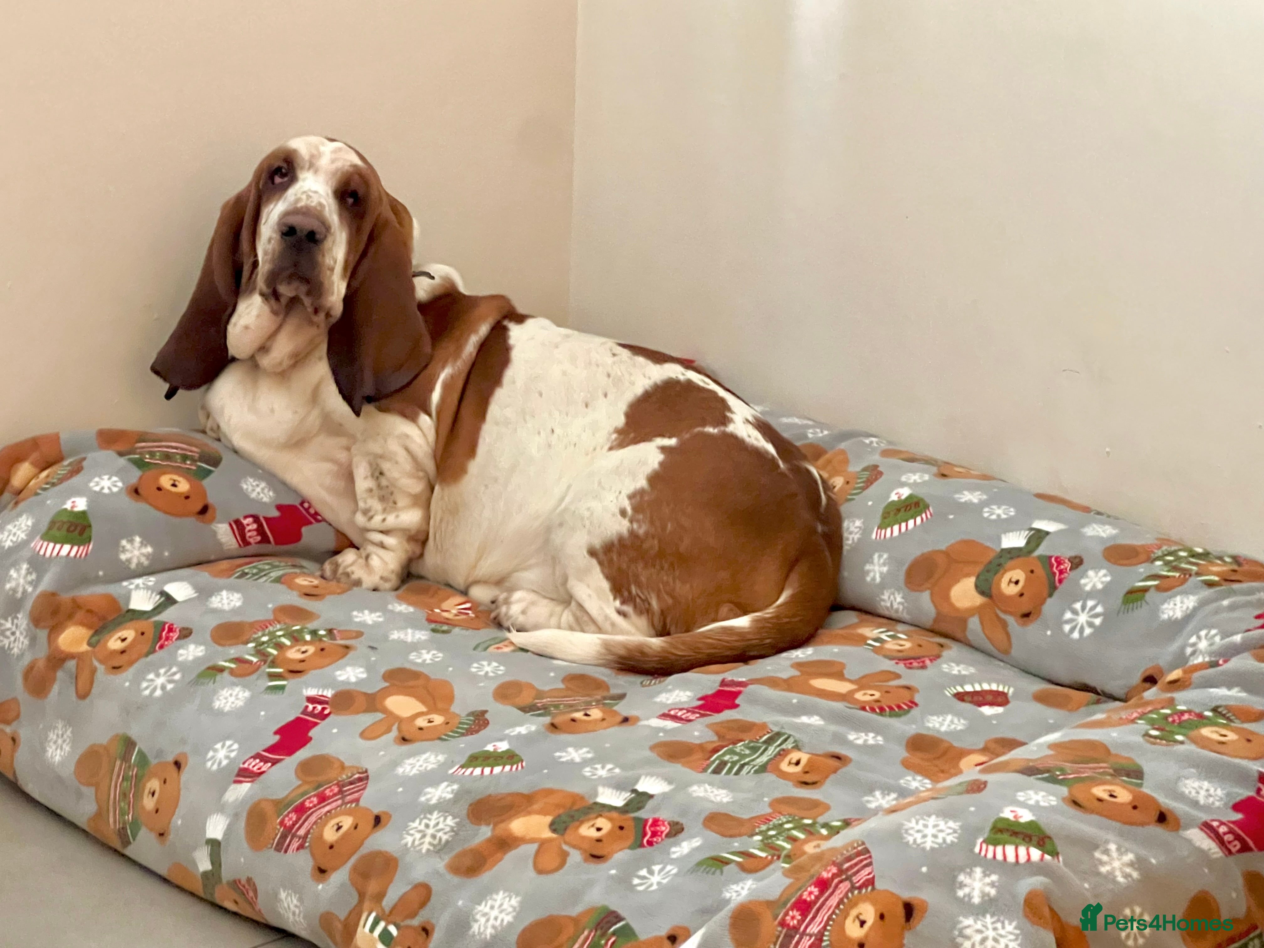 Basset Hound dogs Two Bassett hound  - Advert 1