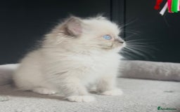 Ragdoll cats for sale: Champion bloodline,full pedigree last Ragdoll boy  - Image 5