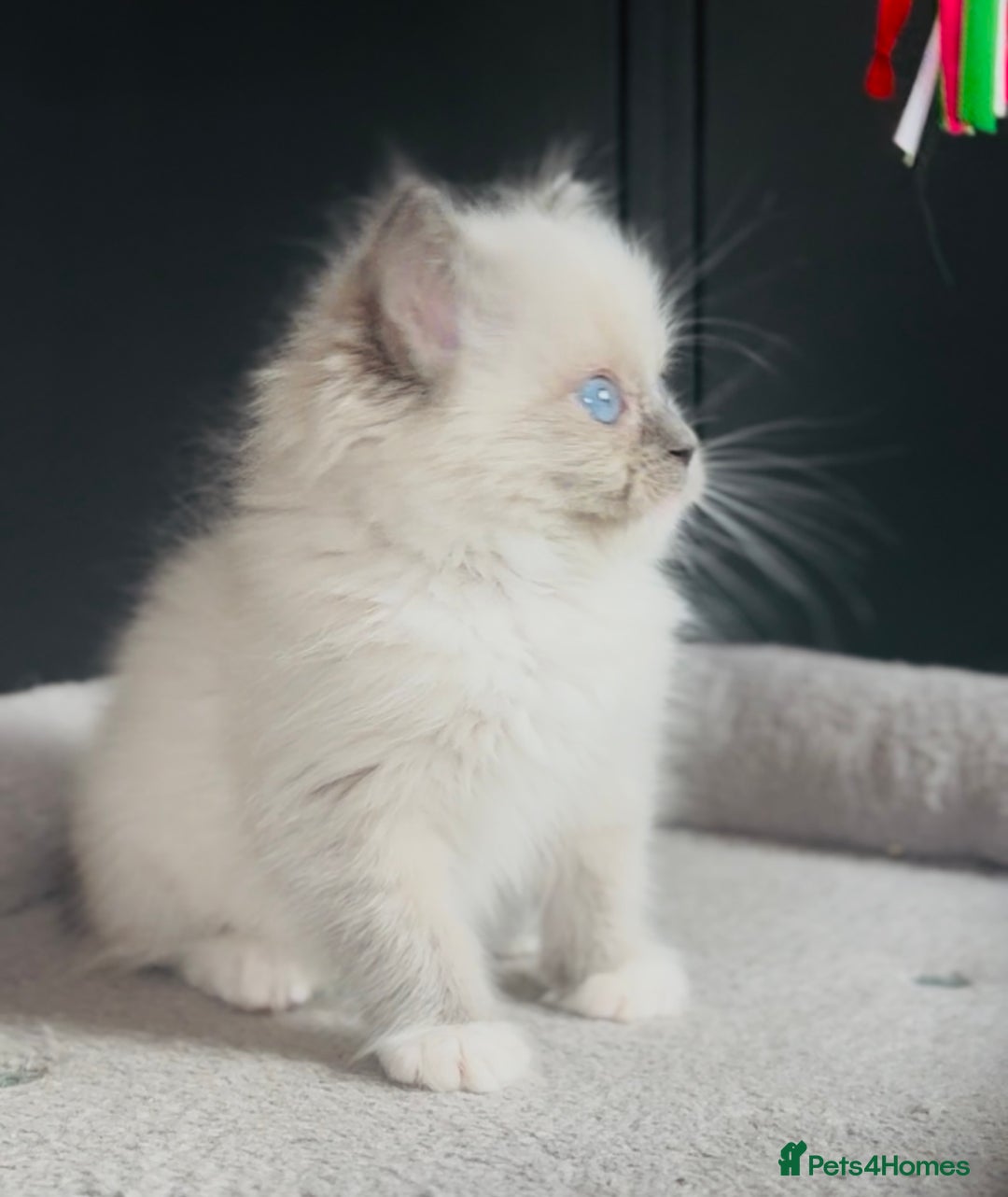 Ragdoll cats for sale: Champion bloodline,full pedigree last Ragdoll boy  - Image 5