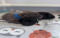 Labrador Retriever dogs for sale: Beautiful pedigree labrador puppies  - Image 23