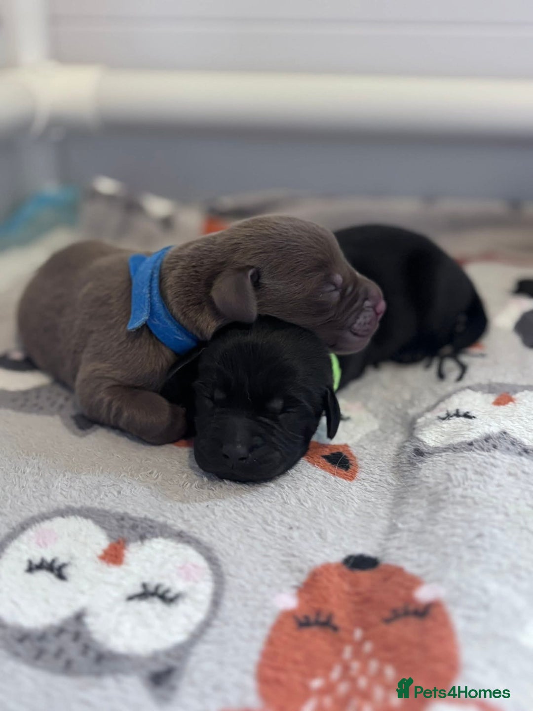 Labrador Retriever dogs for sale: Beautiful pedigree labrador puppies  - Image 23