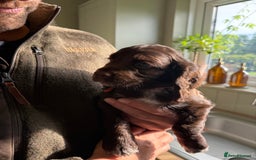 Cocker Spaniel dogs for sale: Litter of Working Cocker Puppies - 1 Dog Pup Left - Image 3