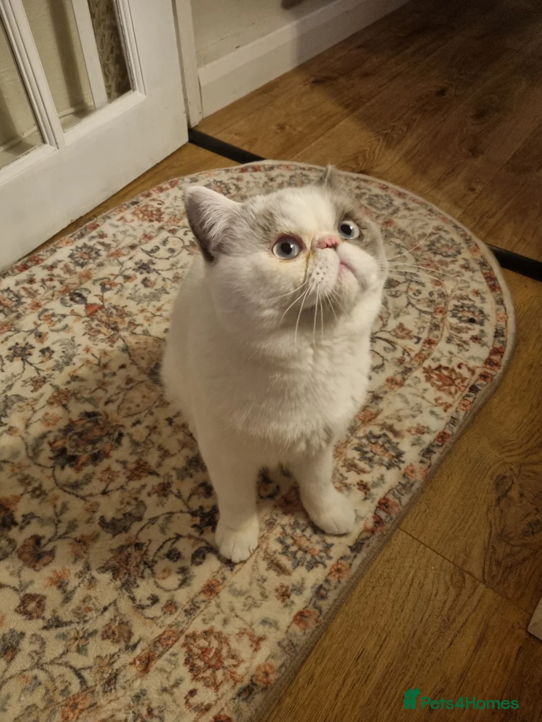 Exotic cats for stud: Blue Cream Point Exotic Shorthair Male for Stud - Advert 5