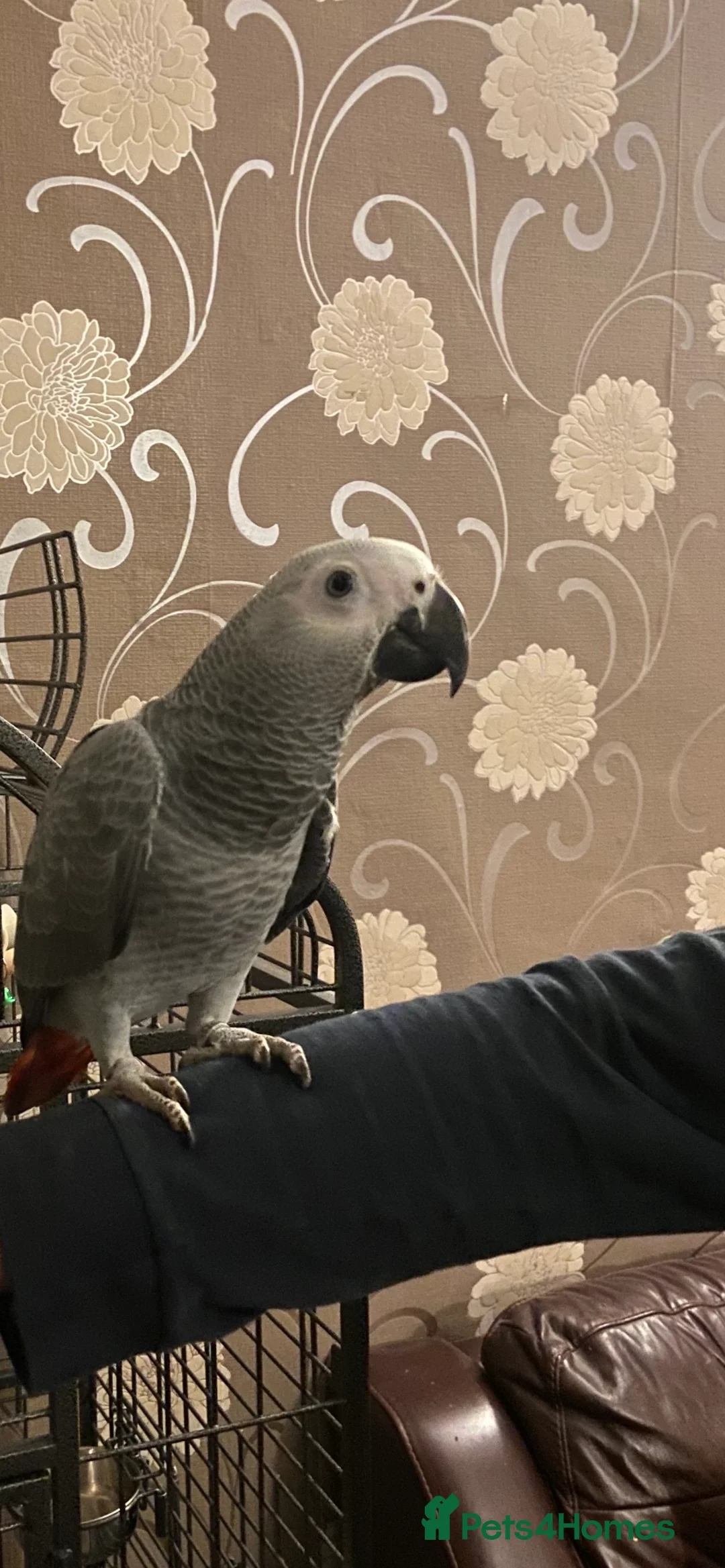 Parrots birds for sale: Baby Tame Male African Grey Parrot For Sale  - Advert 6