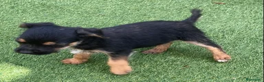 Jack Russell 4
