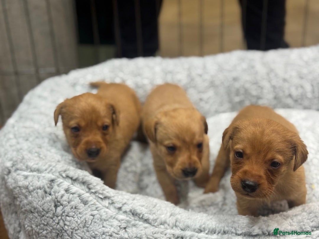 Labrador Retriever dogs for sale: Labrador Puppies  - Advert 23