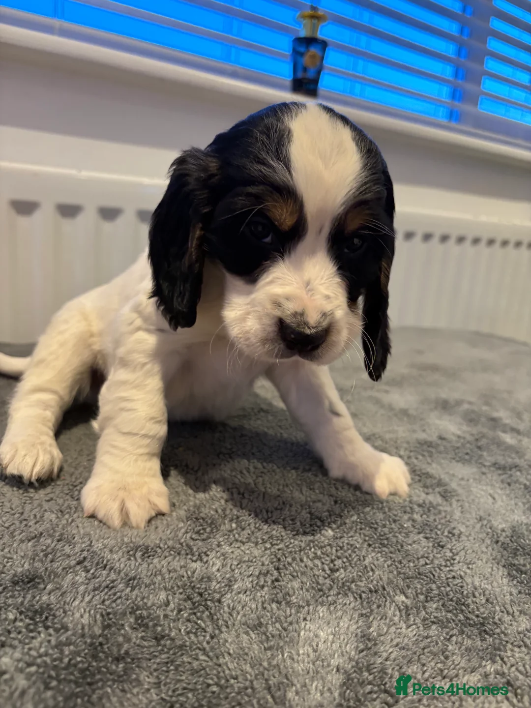 Cocker Spaniel dogs for sale: Cocker spaniel puppies  - Advert 6