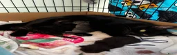 Mixed Breed cats for sale: Beautiful 8 week kittens in Bridgwater - Advert 1