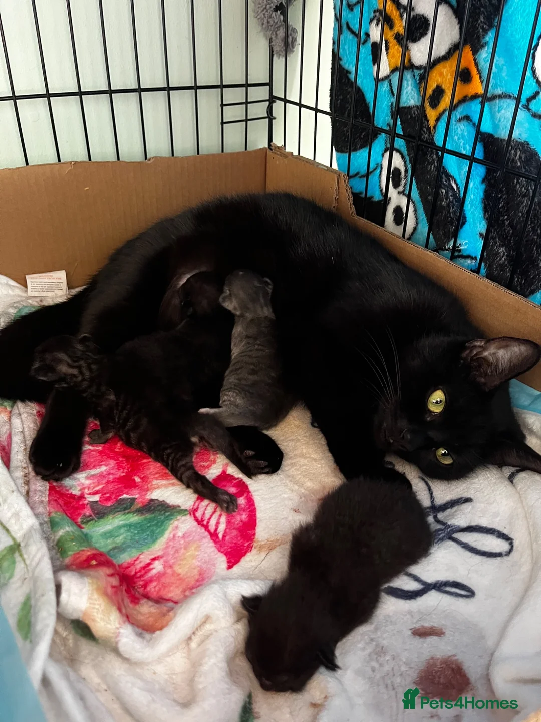 Mixed Breed cats for sale: Beautiful 8 week kittens in Bridgwater - Advert 1