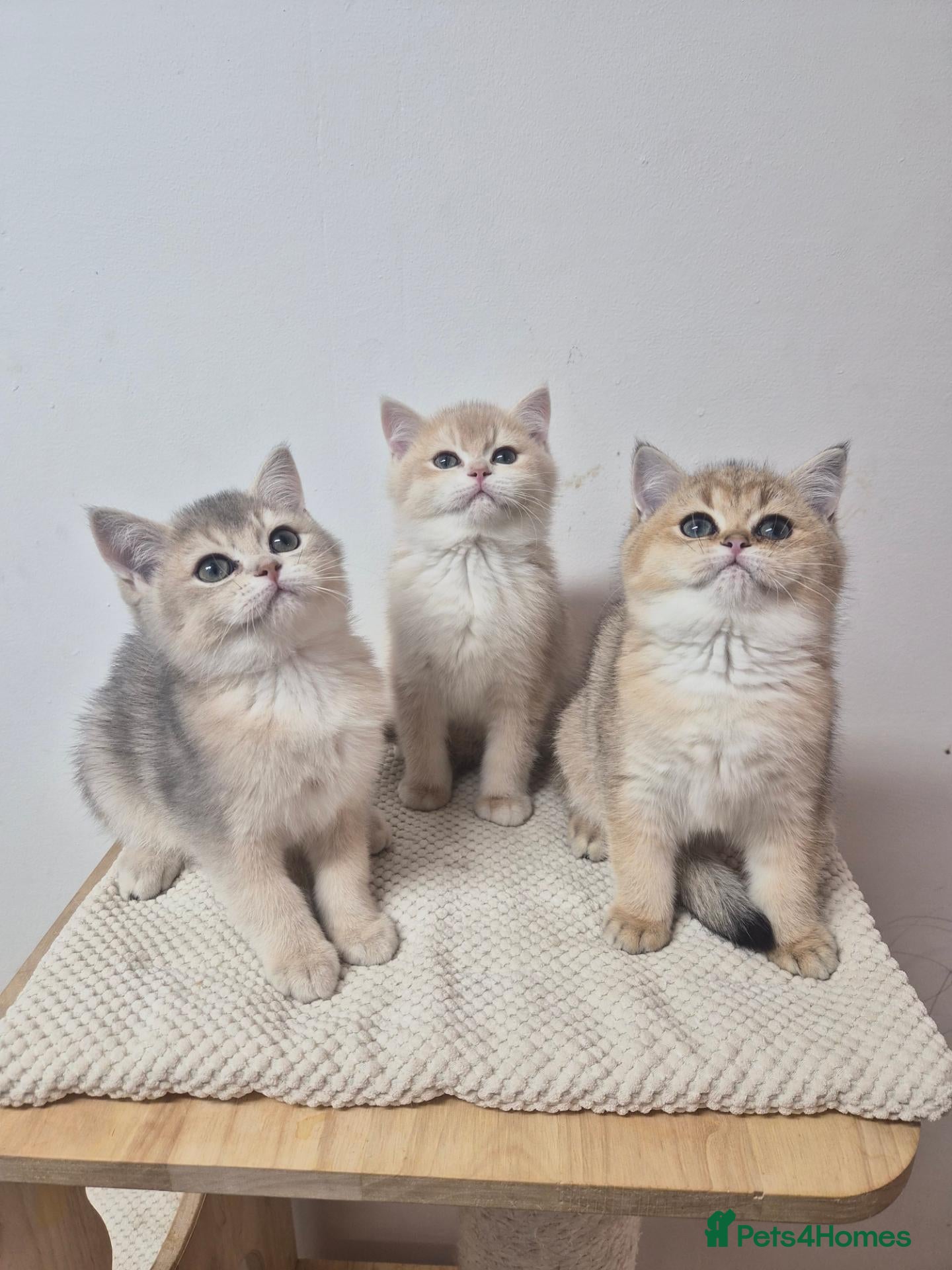 British Shorthair cats A beautiful Golden Shaded British Shorthair - Advert 18
