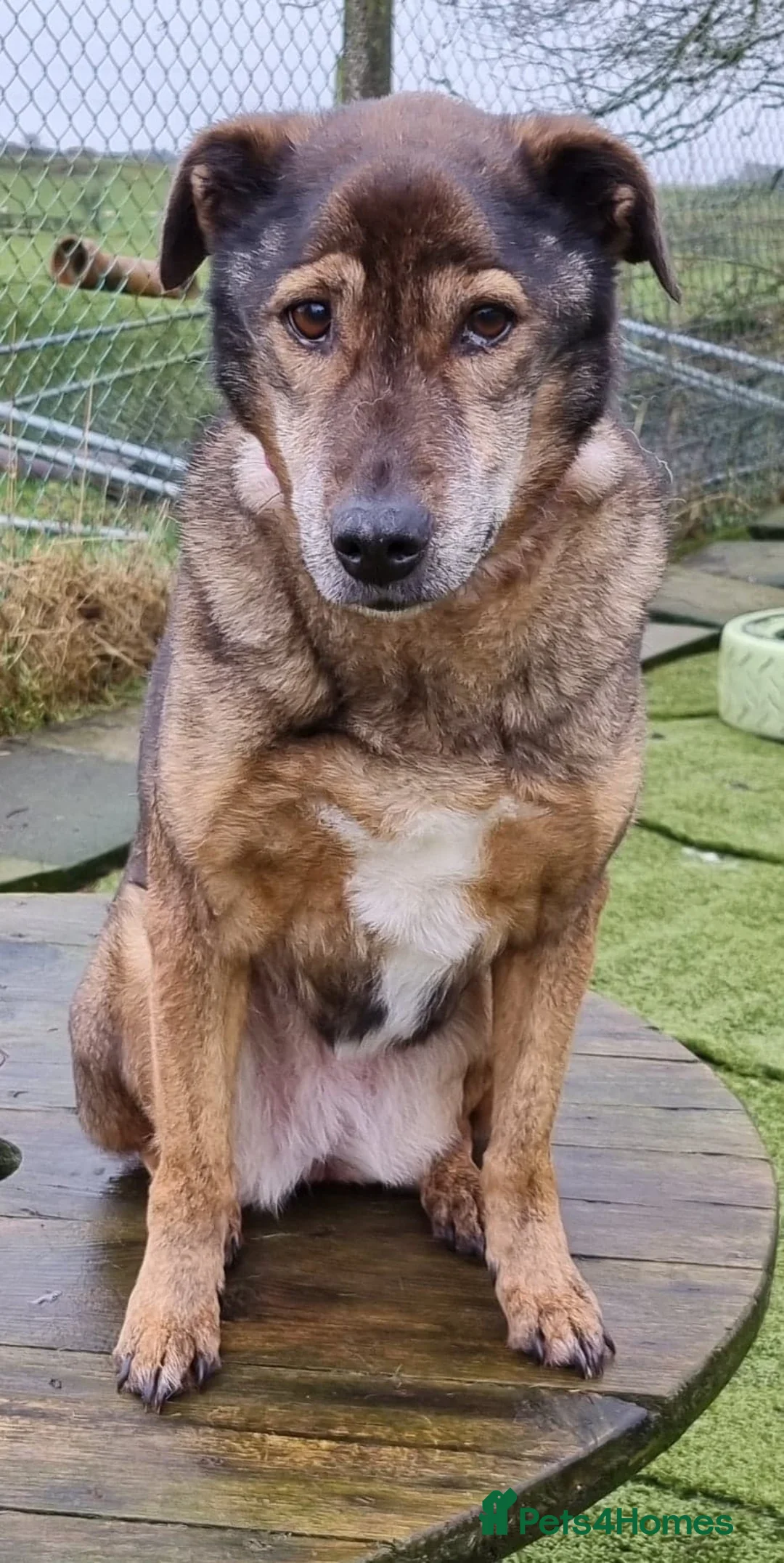 Mixed Breed dogs for adoption: Iza - looking for a family of her own in Ayr - Advert 2