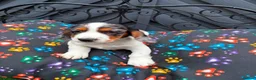 Cocker Spaniel dogs for sale: KC cocker spaniel puppies.  - Advert 19