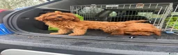 Cavapoo dogs for sale: cavapoo puppies  in Reading - Advert 2