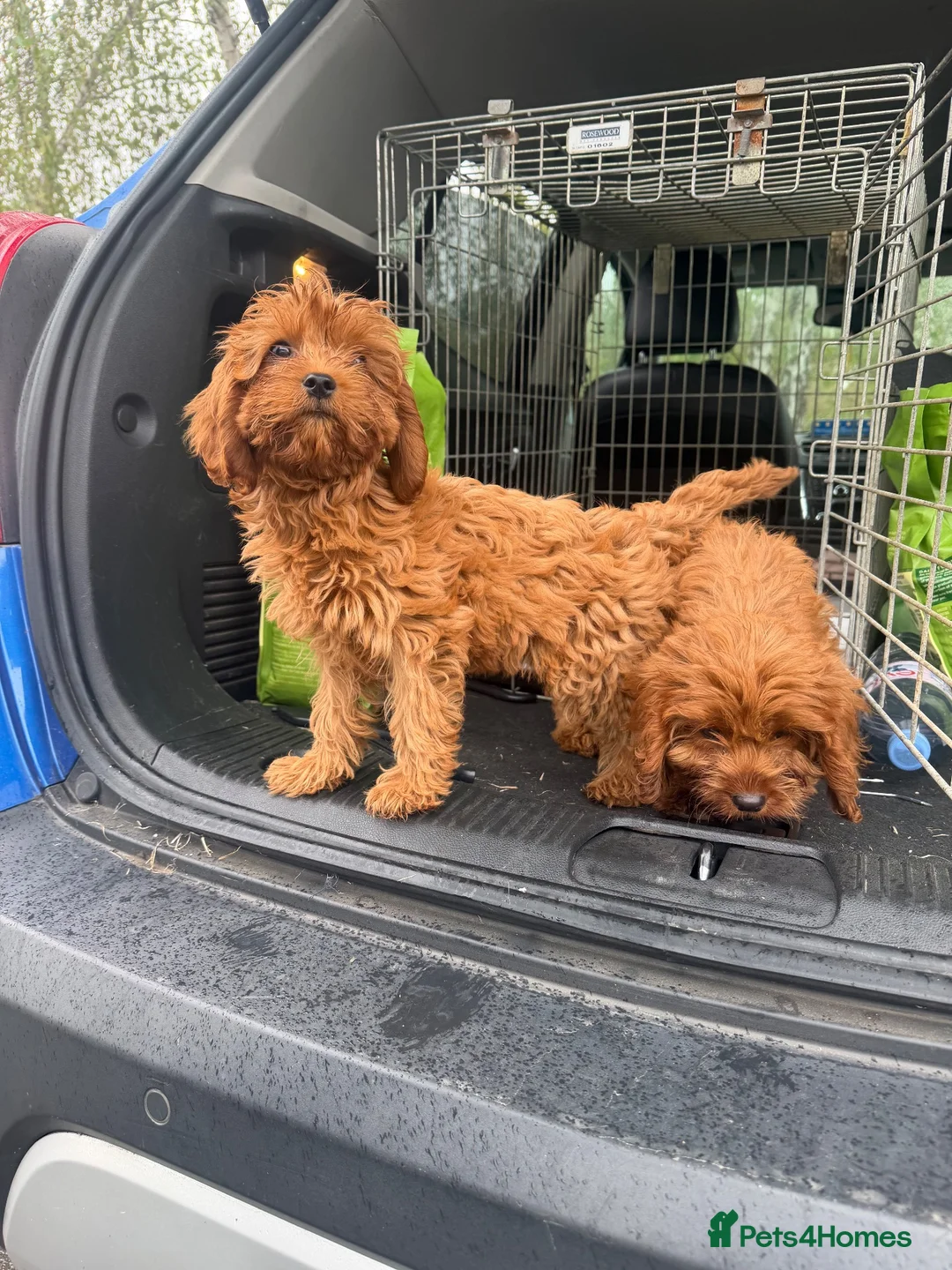 Cavapoo dogs for sale: cavapoo puppies  in Reading - Advert 2