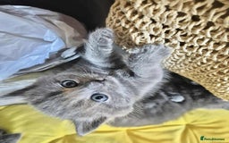 British Shorthair cats for sale: British shorthair kittens London - Image 2